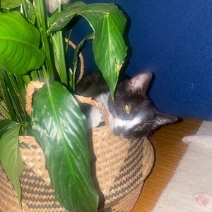 Meet your Posher, Elliot